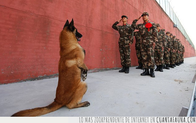 perro,ejercito,china